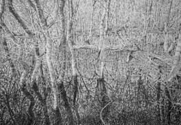  BrandenburgischerVerbandBildenderKuenstlerinnenundKuenstlereV